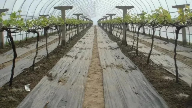 新沂兆益农业葡萄萌芽期管理要点