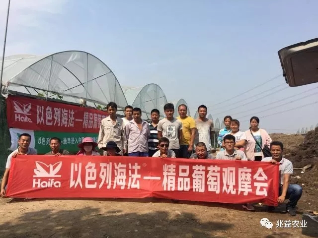 精品葡萄观摩会【分享最美葡萄 】燃情开幕