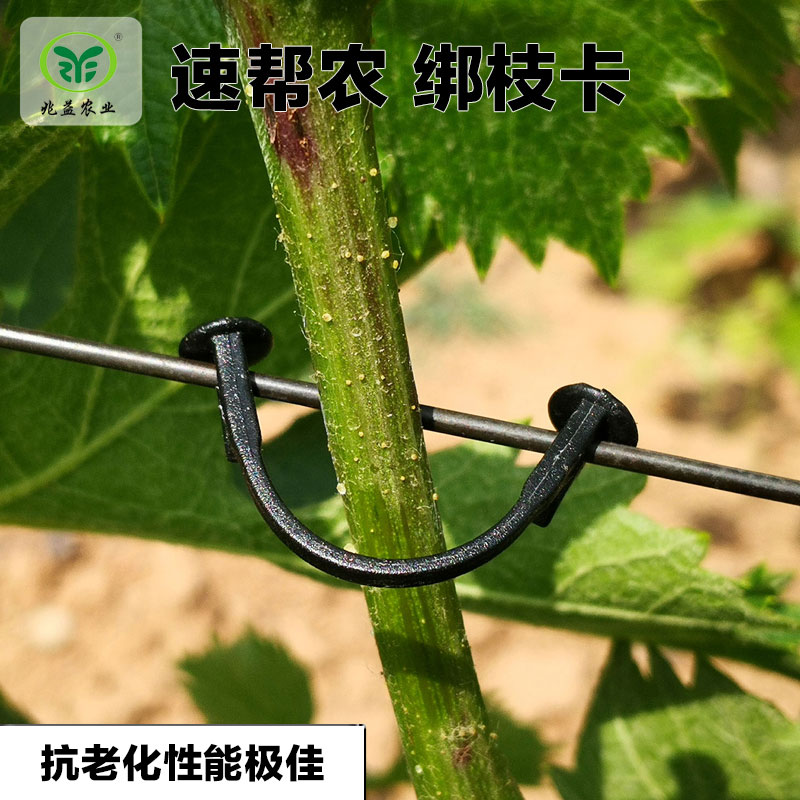 绑枝卡
