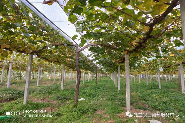 阳光玫瑰葡萄H型短梢栽培的基本树形与整枝修剪