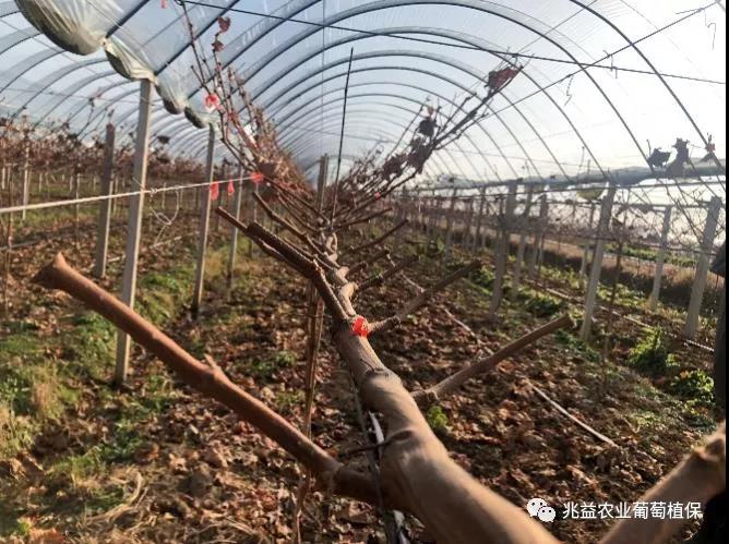 兆益农业冬季修剪小型会议资料