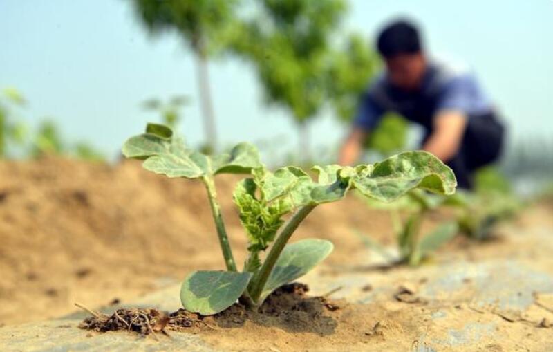 西瓜苗移栽定植时应注意的五大问题