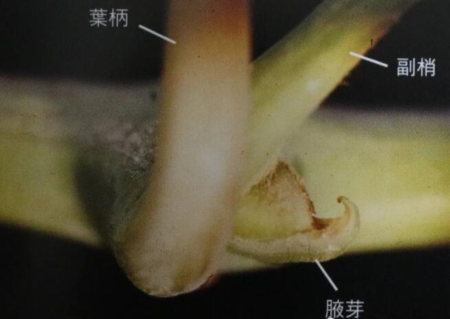 设施葡萄的花芽分化
