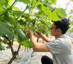 葡萄实验基地实拍