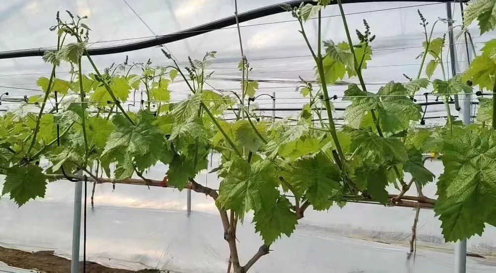 葡萄植株各器官生长发育的相互关系